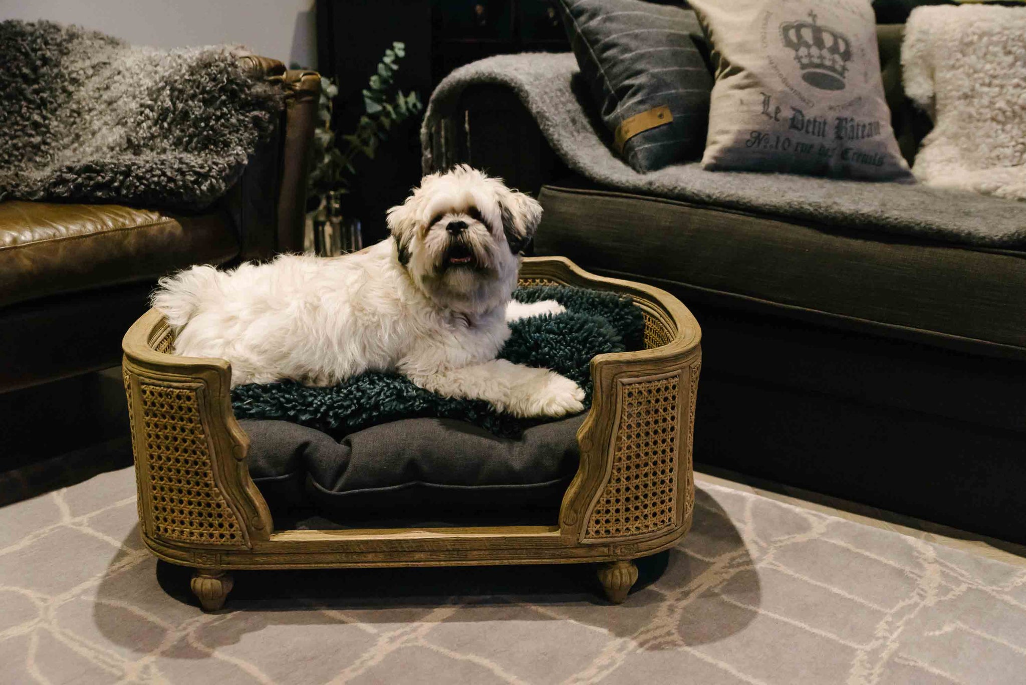Lord Lou - Hand Crafted Pet Furniture & Accessories